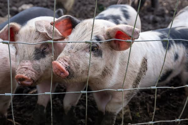 100 m Viltstängsel Skogsstängsel Knuten stängsel Fältstängsel Vajerstängsel 100/8/15L