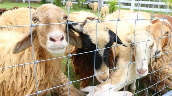 100 m Viltstängsel Skogsstängsel Knuten stängsel Fältstängsel Vajerstängsel 100/8/15L
