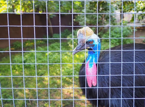 45 m x 0,5 m Aviary lanka Lankaverkko Hitsausristikko Lanka-aita Kuumasinkitty