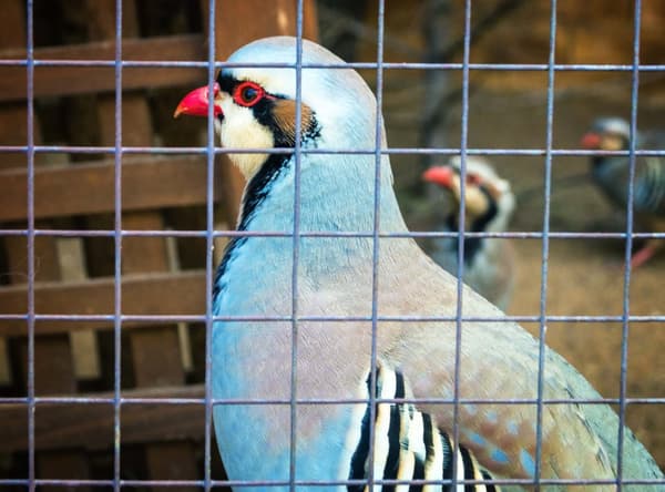 45 m x 0,5 m Aviary lanka Lankaverkko Hitsausristikko Lanka-aita Kuumasinkitty
