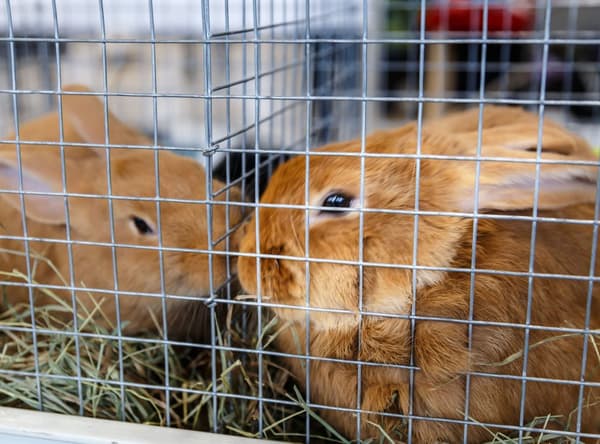 120 m x 0,5 m Lintulanka Lankaverkko Hitsausristikko Lanka-aita Kuumasinkitty