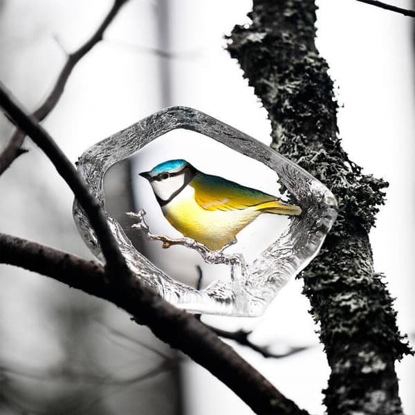 Blue Tit - Målerås