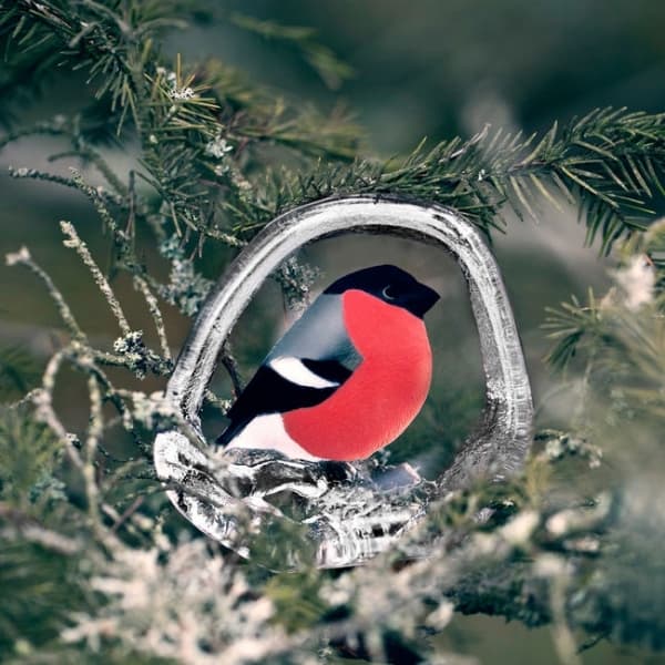 Bullfinch - Målerås