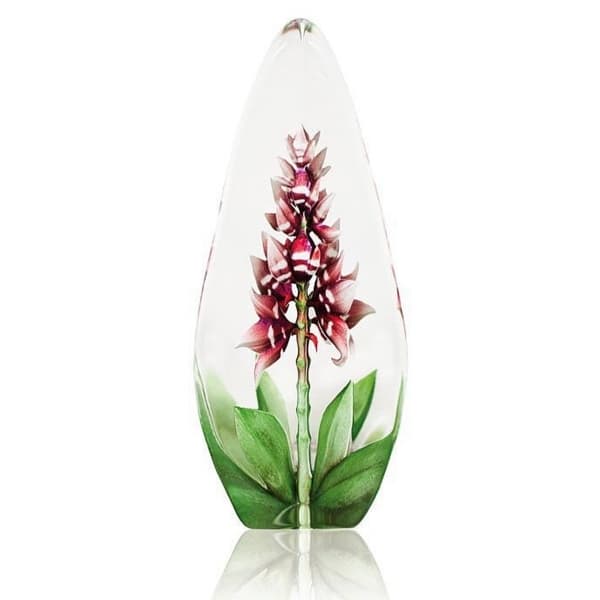 Orchid, Red - Målerås