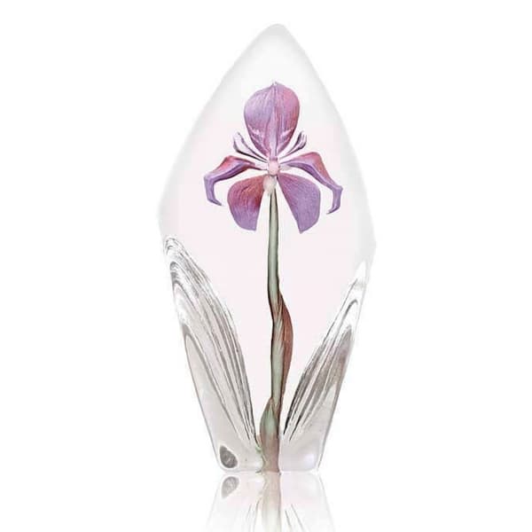 Acarena Purple, H 19cm - Målerås