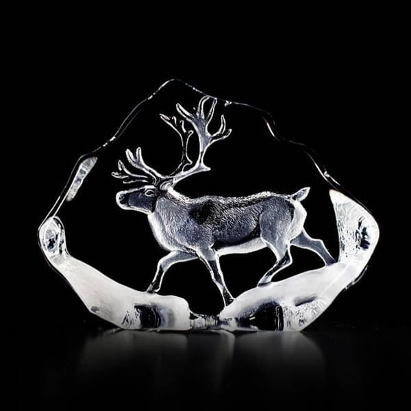 Reindeer - Målerås