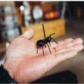 Miniatyrbild 3 av 4: Förrättsstickor - Ej specificerad - Myror - 12 stycken - ABS - 4,5 x 4 x 5 cm