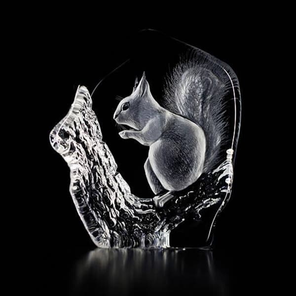 Squirrel - Målerås