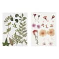 Miniatyrbild 1 av 2: 40 torkade blommor och blad - rosa &amp; grönt