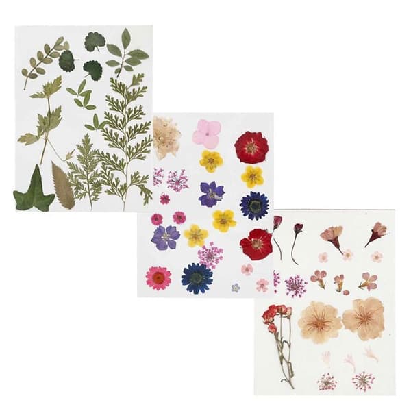 60 torkade och pressade blommor