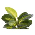 Pikkukuva 2 / 4: Koristekasvi DKD Home Decor PVC polypropeeni 25 x 25 x 30 cm