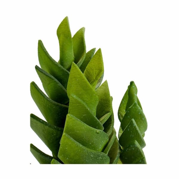Dekorativ plante Ibergarden YCX17941 Plastik Sukkulent 12 x 24 x 12 cm (6 enheder)