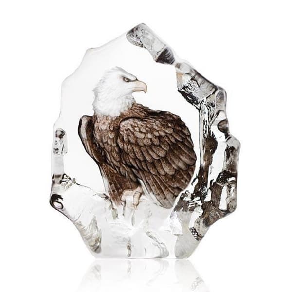 Bald Eagle - Målerås