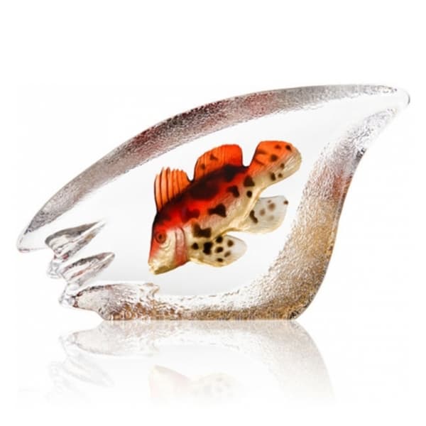 Korallfisk Orange, Stor - Målerås