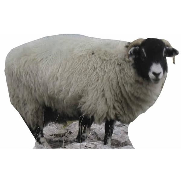 Pappfigur - Ej specificerad - Får - H 63 cm - L 89 cm - Inomhus