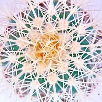Echinocactus grusonii - svärmor - i 8,5cm kruka