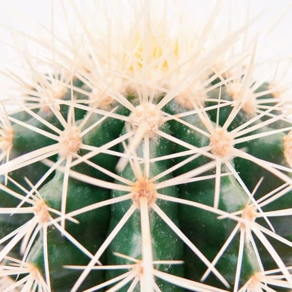 Echinocactus grusonii - svärmor - i 8,5cm kruka