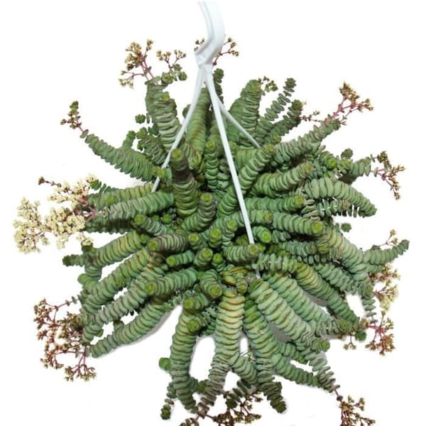 Crassula "Hottentot" 14cm, Crassula rupestris marnieriana, hänglampa