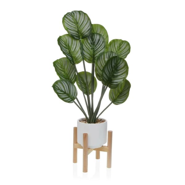 Dekorativ plante Versa