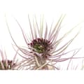 Miniatyrbillede 4 af 4: Dekorativ plante DKD Home Decor Brun Polyetylen Grøn PVC 40 x 40 x 120 cm (2 enheder)