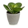 Miniatyrbillede 2 af 2: Dekorativ plante Ibergarden YC184572 Plastik 18 x 18,5 x 18 cm (6 enheder)