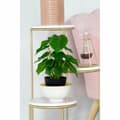 Miniatyrbilde 4 av 4: Dekorativ Plante DKD Home Decor PVC polypropylen 20 x 20 x 30 cm