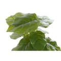 Miniatyrbilde 2 av 4: Dekorativ Plante DKD Home Decor PVC polypropylen 20 x 20 x 30 cm
