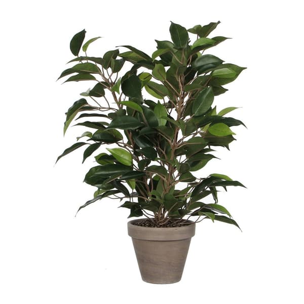 Dekorativ Plante Mica Decorations 40 x 30 cm Keramikk Grønn PVC Fig