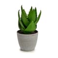 Miniatyrbilde 2 av 2: Dekorativ Plante Ibergarden YC184573 Plast Aloa vera 15 x 23,5 x 15 cm (6 enheter)