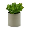 Miniatyrbilde 3 av 3: Dekorativ Plante Ibergarden YC181588 20 x 25 x 20 cm (6 enheter)