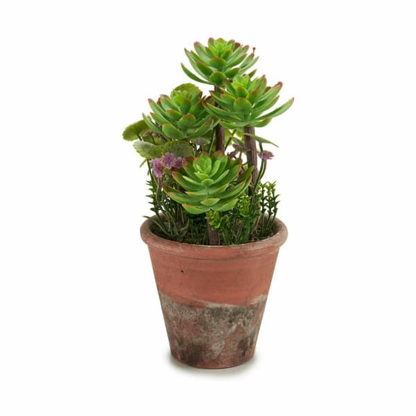 Dekorativ Plante Ibergarden XD16-849 Plast Saftige 16 x 23 x 16 cm (12 enheter)