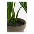 Miniatyrbilde 3 av 5: Dekorativ Plante Mica Decorations Caladium Ø 21 x 28 cm Kunstig