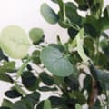 Miniatyrbilde 3 av 4: Tre Home ESPRIT Polyester Tre Sement Eucalyptus 90 x 90 x 180 cm