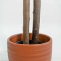 Miniatyrbilde 2 av 4: Tre Home ESPRIT Polyester Tre Sement Eucalyptus 90 x 90 x 180 cm