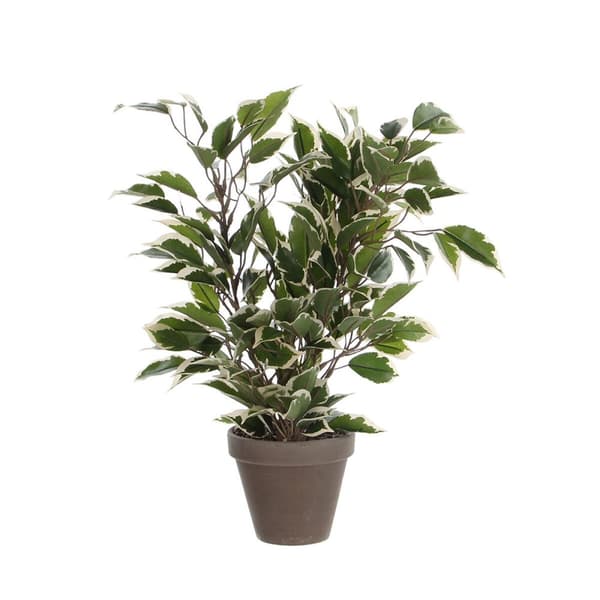 Dekorativ växt Mica Decorations 4 x 11,5 cm Keramik PVC Fikon