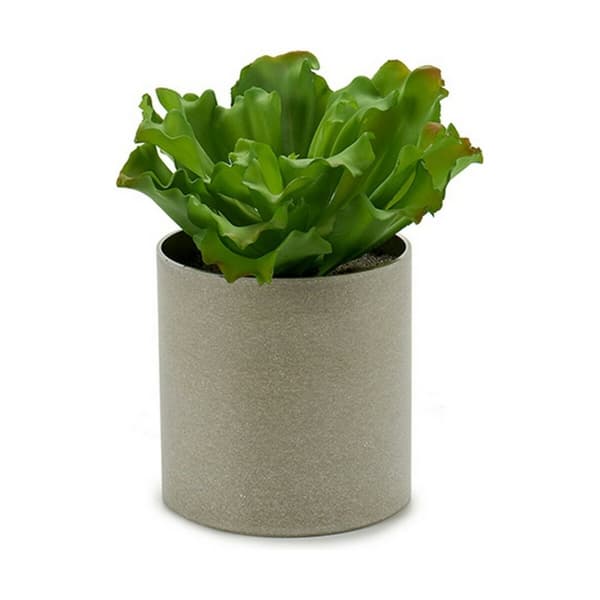 Dekorativ växt Ibergarden YC181588 20 x 25 x 20 cm (6 antal)
