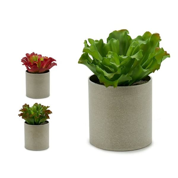 Dekorativ växt Ibergarden YC181588 20 x 25 x 20 cm (6 antal)
