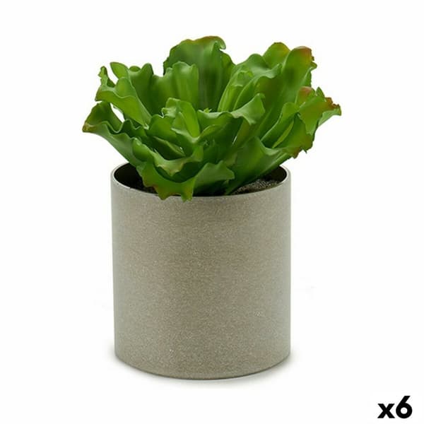 Dekorativ växt Ibergarden YC181588 20 x 25 x 20 cm (6 antal)