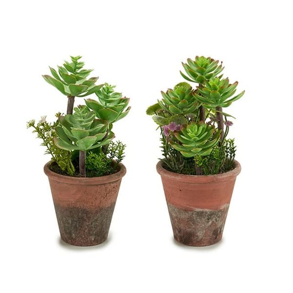 Dekorativ växt Ibergarden XD16-849 Plast Suckulent 16 x 23 x 16 cm (12 antal)