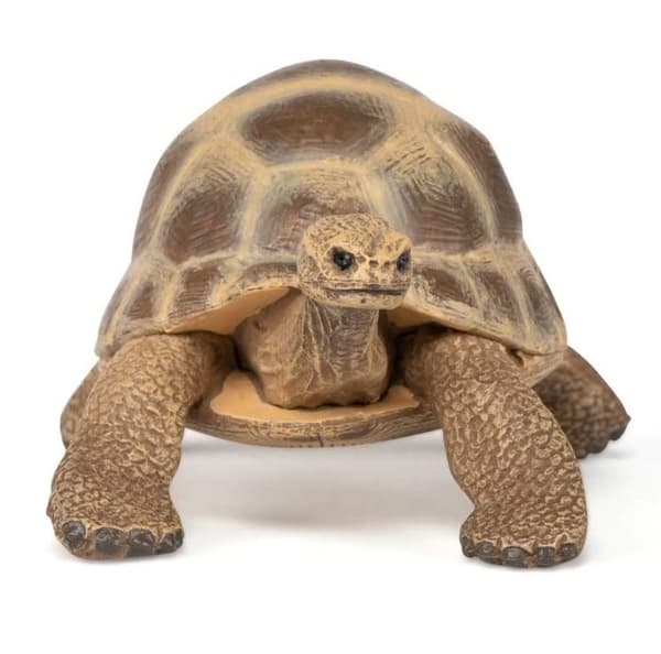 Hermanns sköldpadda