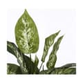 Miniatyrbillede 2 af 3: Dekorativ plante Mica Decorations Dieffenbachia Dieffenbachia Grøn PVC (15,7 x 70 cm)