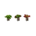 Miniatyrbillede 3 af 3: Dekorativ plante Ibergarden YD180208 Plastik Ark Stor 31 x 24 x 31 cm To-farvet (6 enheder)