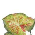 Pikkukuva 4 / 4: Koristekasvi 48 x 46 x 55 cm Punainen Vihreä PVC