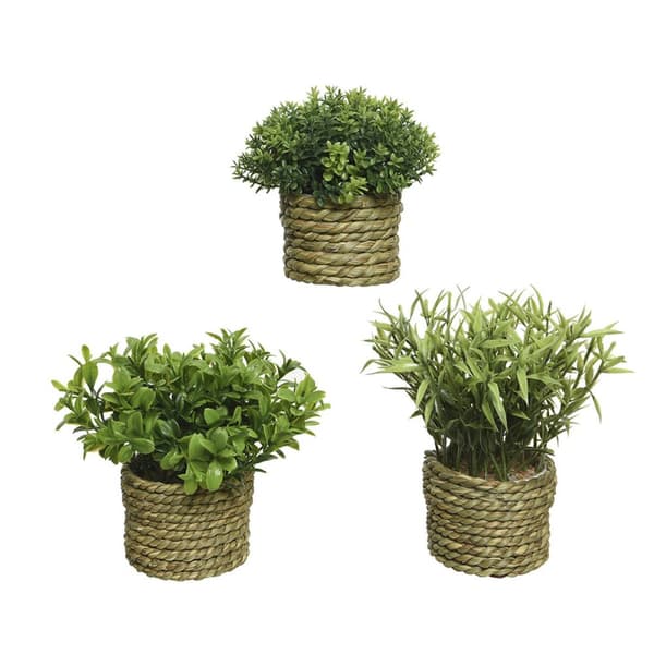 Koristekasvi Basic Home Keinotekoinen Köysi Vihreä 16 x 3 cm