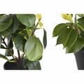 Miniatyrbillede 2 af 3: Dekorativ plante DKD Home Decor Grøn PP PE Figen (2 enheder) (21 x 18 x 30 cm)