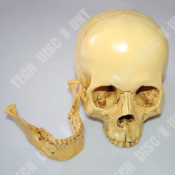 TD® Perfectly Realistic Human Skull Replica Anatomical Teaching - Halloween Skräckfest Hartsfärg Exakt