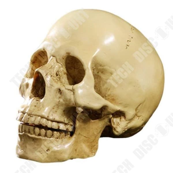 TD® Perfectly Realistic Human Skull Replica Anatomical Teaching - Halloween Skräckfest Hartsfärg Exakt