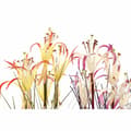 Miniatyrbilde 2 av 3: Dekorativ Plante DKD Home Decor Metall Oransje Burgunder PVC Liljer (25 x 25 x 88 cm) (2 enheter)