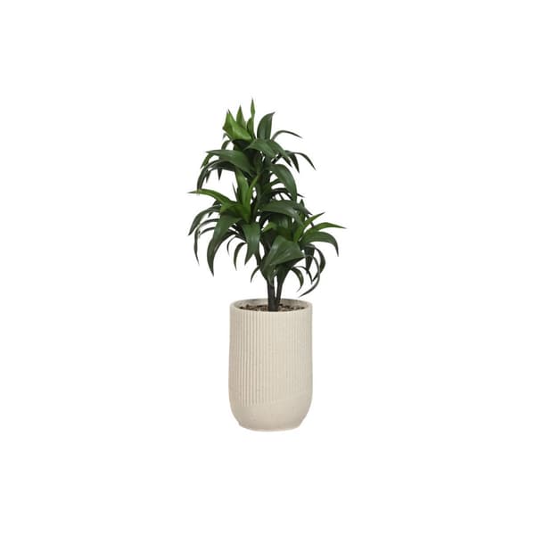 Koristekasvi Home ESPRIT Hartsi Polyetyleeni 50 x 50 x 102 cm