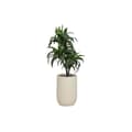Pikkukuva 1 / 4: Koristekasvi Home ESPRIT Hartsi Polyetyleeni 50 x 50 x 102 cm